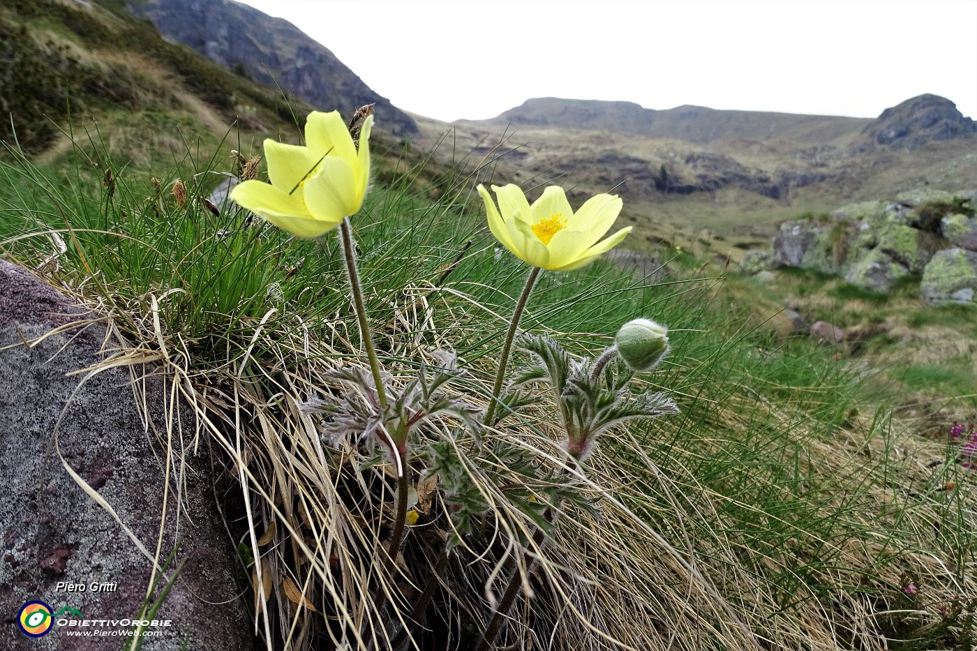 96 Pulsatilla alpina sulfurea.JPG